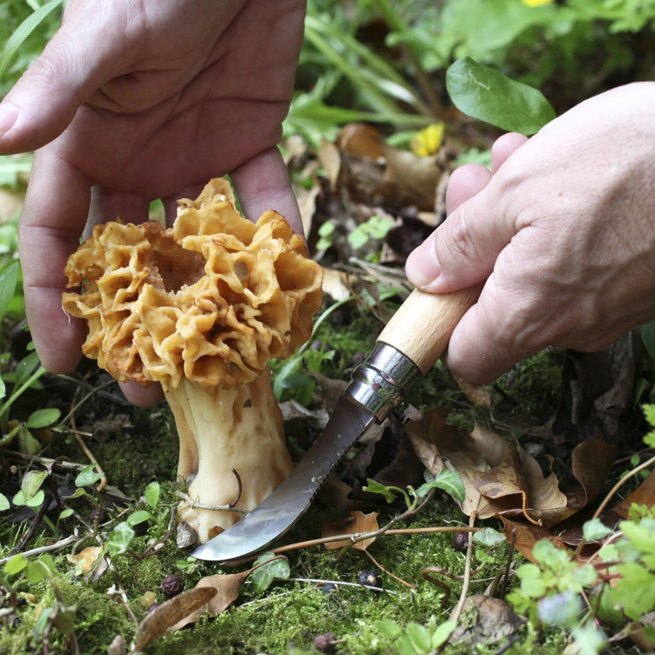 Couteau à champignons Opinel N°08 en acier inoxydable